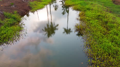 Reflejo-De-Cocotero-En-Un-Pequeño-Canal-De-Agua,-Nubes-Reflejadas-En-El-Agua.