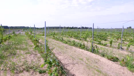 Plantation-With-Grapevine-Field-Growing-In-Winery-Near-Soltvadkert,-Hungary