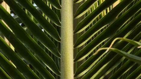 Coconut-tree-leaf---green-