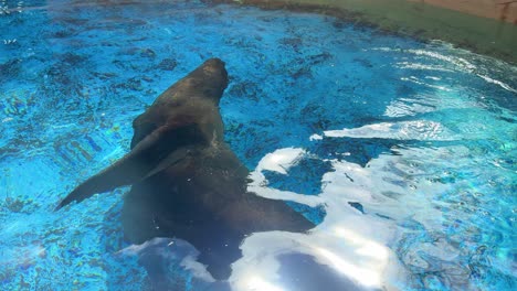 Sea-lion-on-captivity-swimming-in-small-pool-near-Malaga-Spain-aqua-zoo