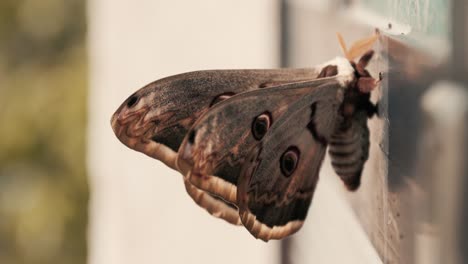 Riesiger-Schmetterling-Mit-Bunten-Flügeln,-Der-Aus-Nächster-Nähe-Auf-Einer-Oberfläche-Steht