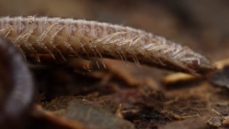 Closeup-of-legs-and-belly-of-a-Blunt-tailed-Snake-Millipede