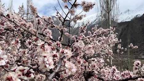 Beautiful-pear-flower-natural-landscape-in-Mountains