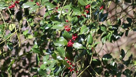 Rama-De-árbol-De-Acebo-Con-Frutos-Rojos,-Fondo