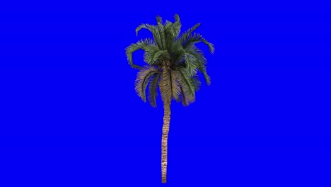 3D-date-palm-with-wind-effect-on-blue-screen-3D-animation