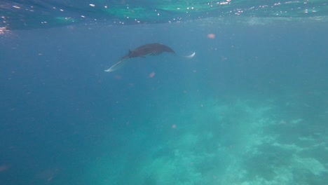 POV-GoPro-video-of-a-giant-manta-ray-swimming-gracefully-underwater