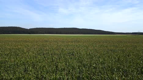 Summer-Day-rural-area,-green-maize-lush-field,-forest