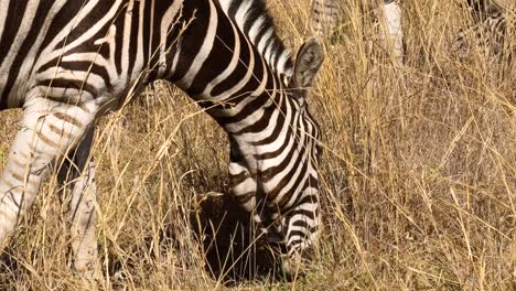 Close-up-handheld-shot-of-common-zebra-grazing-in-wild,-Africa
