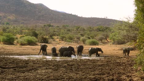 Afrikanische-Szene-Mit-Einer-Elefantenherde,-Die-Sich-In-Einer-Schlammpfütze-Abkühlt