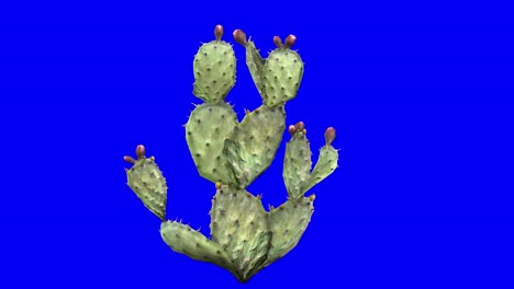 Cactus-De-Pera-Espinosa-3d