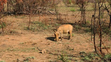 African-scene-with-common-warthog-grazing,-Africa.-Handheld