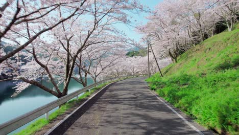 Eine-Fliege-In-Einem-Kirschblütentunnel-Am-Niwaki-Damm-In-Der-Präfektur-Saga,-Kyushu,-Japan-Im-Frühling
