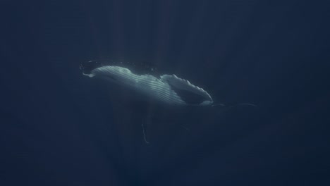 Buckelwale,-Mutter-Und-Kalb-Im-Klaren-Wasser-Schwimmen-An-Die-Oberfläche-Rund-Um-Die-Inseln-Von-Tahiti,-Französisch-Polynesien
