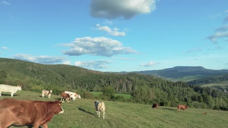 Cinematic-wide-follow-shot-captures-cows-grazing-on-a-vibrant-green-hill-with-rolling-mountains,-fluffy-clouds,-and-a-clear-blue-sky-on-a-summer-day