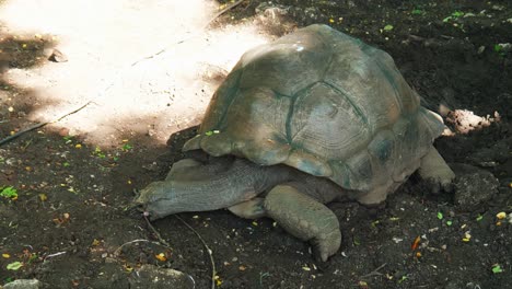 Tortuga-En-El-Santuario-De-La-Isla-Prisión-En-Zanzíbar,-Tanzania