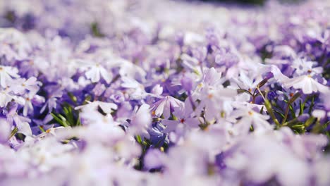 Eine-Leuchtend-Violette-Blume-Sticht-Scharf-Vor-Dem-Unscharfen-Hintergrund-Eines-Waldes-Hervor
