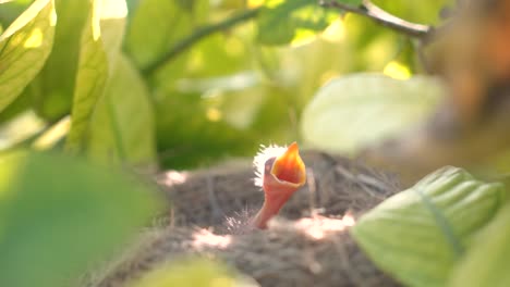 Amselbabys-In-Einem-Nest,-Die-Darauf-Warten,-Von-Ihrer-Mutter-Gefüttert-Zu-Werden