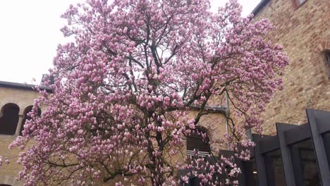 A-pink-flower-magnolia-tree-stands-in-a-courtyard