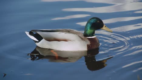 Wild-duck-floating-on-water