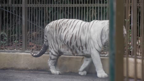 Un-Tigre-Blanco-Camina-En-Su-Jaula