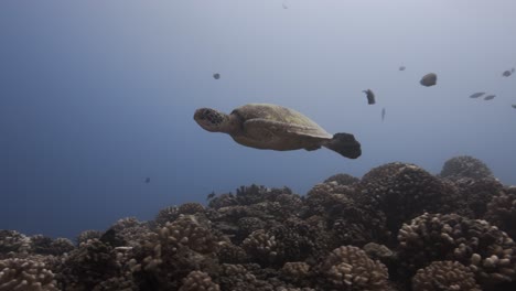 Zwei-Grüne-Schildkröten-Treffen-Sich-An-Einem-Tropischen-Korallenriff,-Nähern-Sich,-Kommen-Näher-Und-Schwimmen-Davon-Ins-Blaue