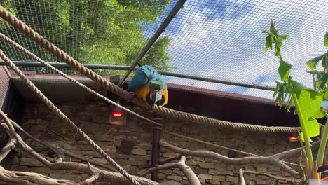 Exotic-talking-parrot-yellow-and-blue-in-captivity-at-Spain-spanish-zoo