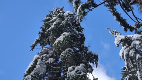 Spruce-Trees-Covered-In-Snow-With-Blue-Sky