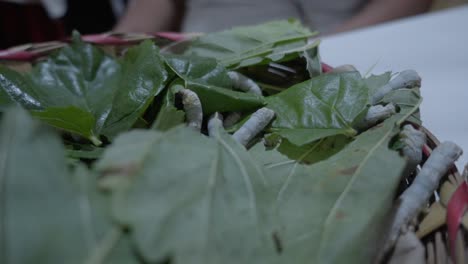 Gusanos-De-Seda-Alimentados-Con-Hojas-De-Morera.-Oaxaca,-México