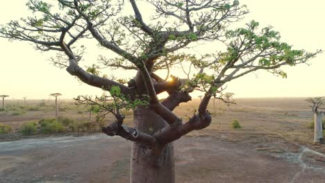 Close-up-of-large-baobab-tree-trunk-and-tree-crown-with-sun-rays-on-beautiful-sunny-morning