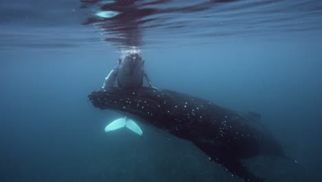 Buckelwale-Mutter-Unterstützt-Kalb-In-Klarem-Wasser-Schwimmen-An-Der-Oberfläche-Rund-Um-Die-Inseln-Von-Tahiti,-Französisch-Polynesien