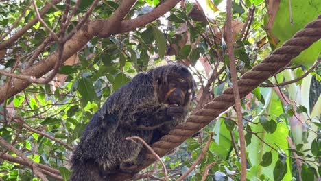 Saki-Guianan-Pithecia-pithecia-monkey-in-captivity-made-up-jungle-Spain-Malaga