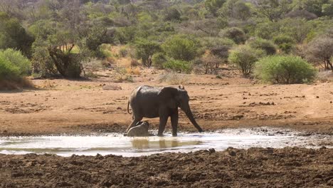 Cerca-De-La-Madre-Y-El-Bebé-Elefante-Africano-Bañándose-En-Un-Charco-De-Barro