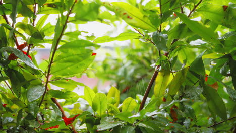 Nahaufnahme-Von-Regen-Auf-Zweigen-Von-Gartenpflanzen