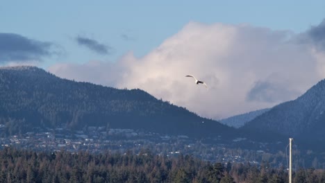Bird-On-Flight-Over-Coastal-City-Of-Vancouver,-British-Columbia,-Canada