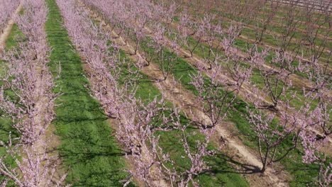 Diagonal-flight-over-symmetrical-pink-blossom-peach-tree-agricultural-farm-Pink-and-purple-trees-in-bloom-on-spring-day