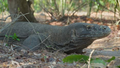 Komodowaran-Von-Der-Insel-Flores-Ruht-Auf-Dem-Boden