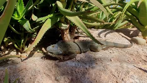 Bearded-dragon-lies-in-the-shade-under-a-plant-in-the-son-of-Morocco