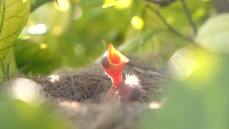 Babies-blackbird-in-a-nest-waiting-mother-to-feed-them