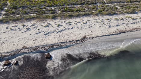 Drone-aerial-rising-to-show-white-sand-beach-with-natural-Australian-fauna