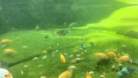 Verschiedene-Bunte-Fische-Unterwasser-Ökosystem-Meerwasser-Aquarium-Grünes-Wasser
