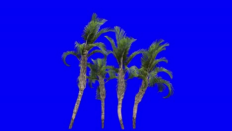 3D-curly-palm-cluster-with-wind-effect-on-blue-screen-3D-animation