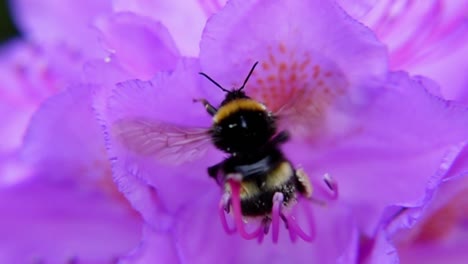 Bumblebee-Trying-To-Lift-Off-After-Pollinating-a-Purple-Rhododendron---Close-up,-Super-Slow-Motion