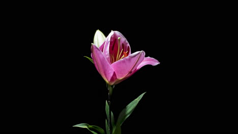 Bewegungszeitraffer-Der-Blühenden-Rosa-Lilienblume-Isoliert-Auf-Schwarzem-Hintergrund