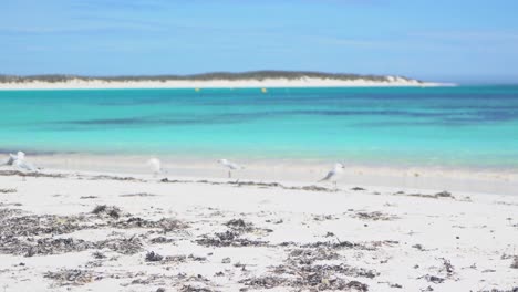 Static-shot-of-seagulls-standing-by-the-beautiful-blue-water-of-Abrolhos-island-on-a-sunny-day