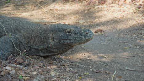 Retrato-Del-Dragón-De-Komodo-Descansando-En-El-Suelo