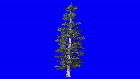 3D-blue-spruce-with-wind-effect-on-blue-screen-3D-animation