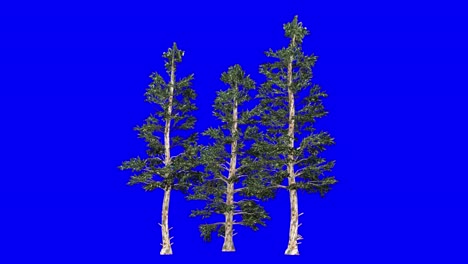 3D-blue-spruce-cluster-with-wind-effect-on-blue-screen-3D-animation