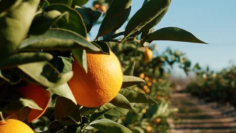 Cerrar-Naranja-Colgando-De-La-Rama-De-Un-árbol-Huerto-De-Plantaciones-Orgánicas-En-España