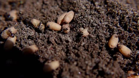 Ants-And-Their-Nest-Eggs-Amongst-Soil,-Close-up-Shot,-Slow-Motion