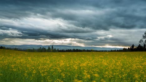 Stürmisches-Wetter-Mit-Dunklen-Wolken,-Die-über-Ein-Blumenfeld-Ziehen